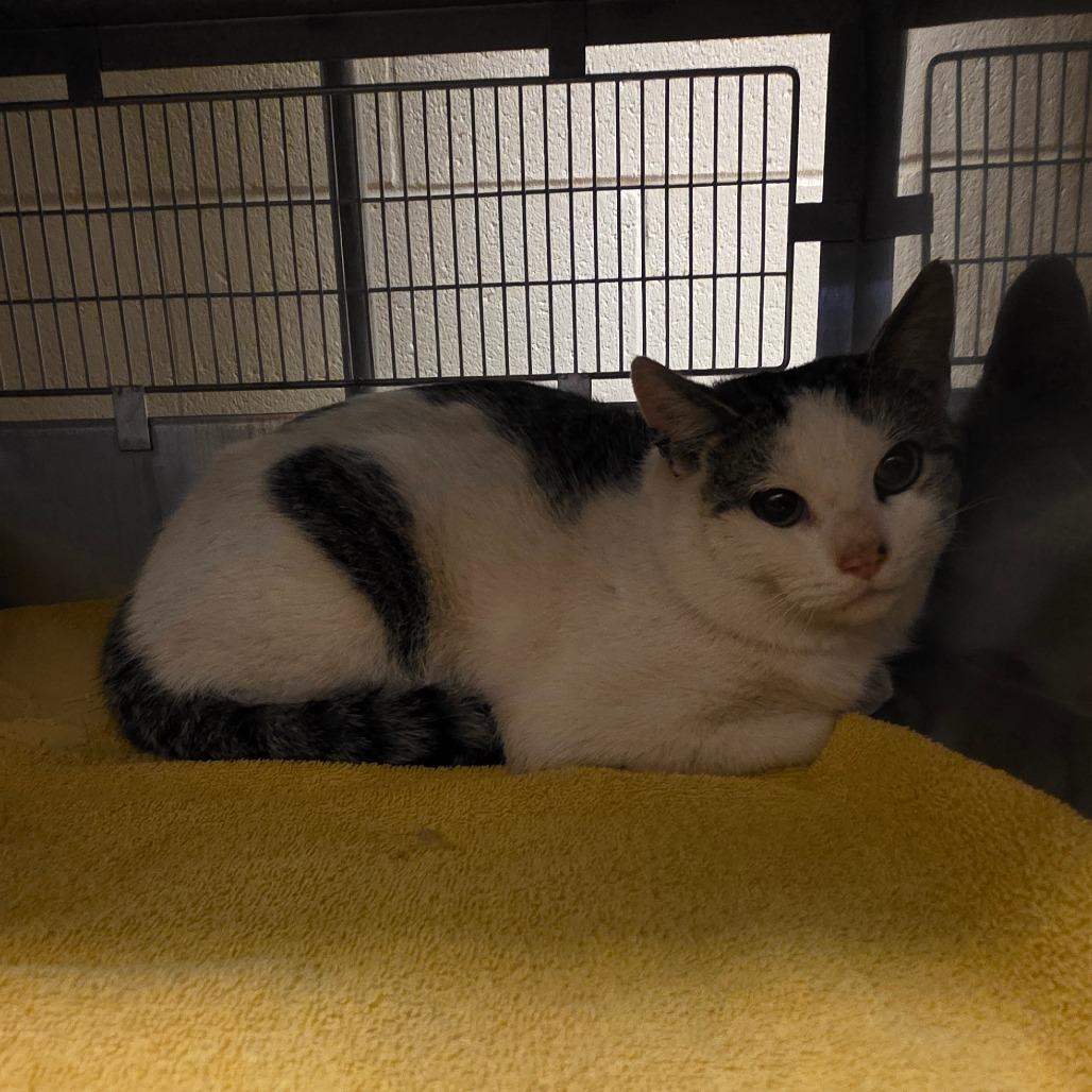 Hansel, a Adoptable Domestic Short Hair in Bristol, IN image 2/6