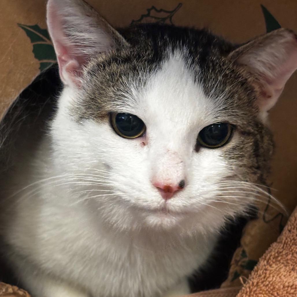 Hansel, a Adoptable Domestic Short Hair in Bristol, IN image 3/6