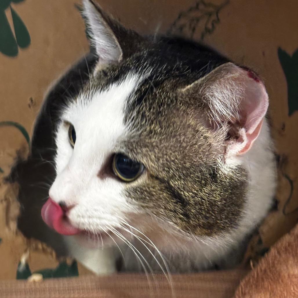 Hansel, a Adoptable Domestic Short Hair in Bristol, IN image 4/6