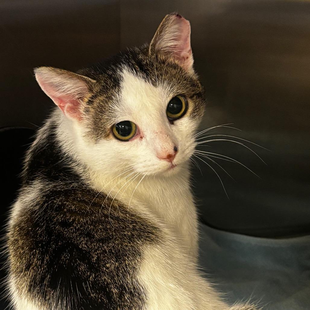 Hansel, a Adoptable Domestic Short Hair in Bristol, IN image 5/6