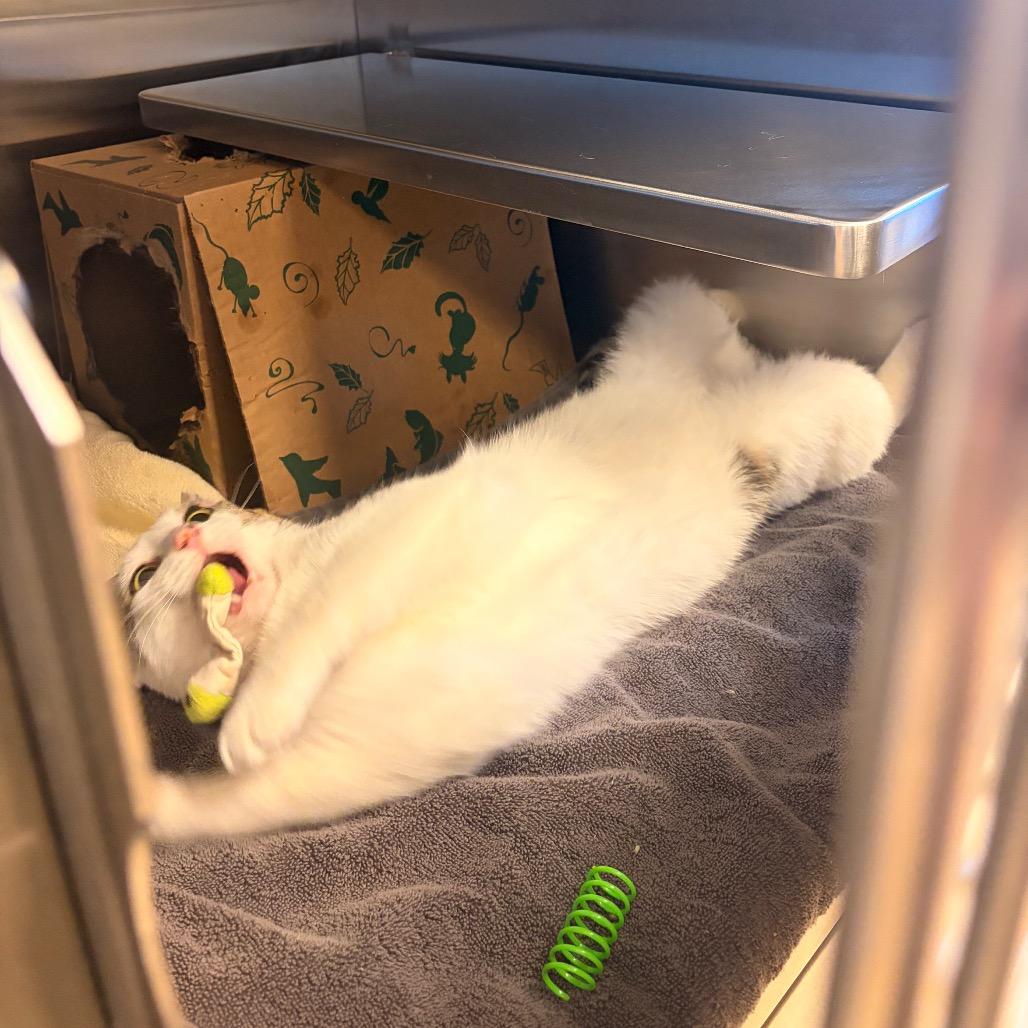 Hansel, a Adoptable Domestic Short Hair in Bristol, IN image 6/6