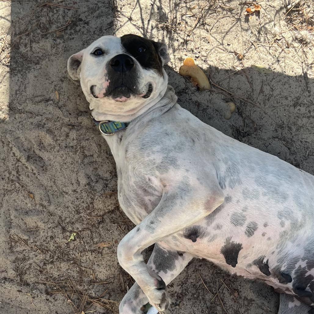 Abby, Adoptable, Adult Female Pit Bull Terrier.