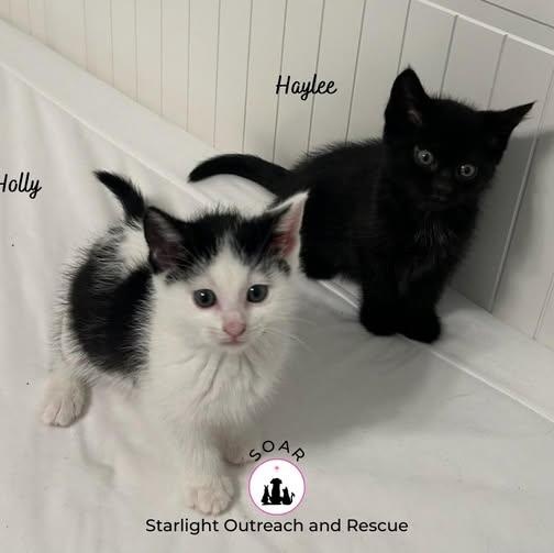 Enlarge Haylee, a ADOPTABLE American Shorthair in Alvin, TX image 2/2