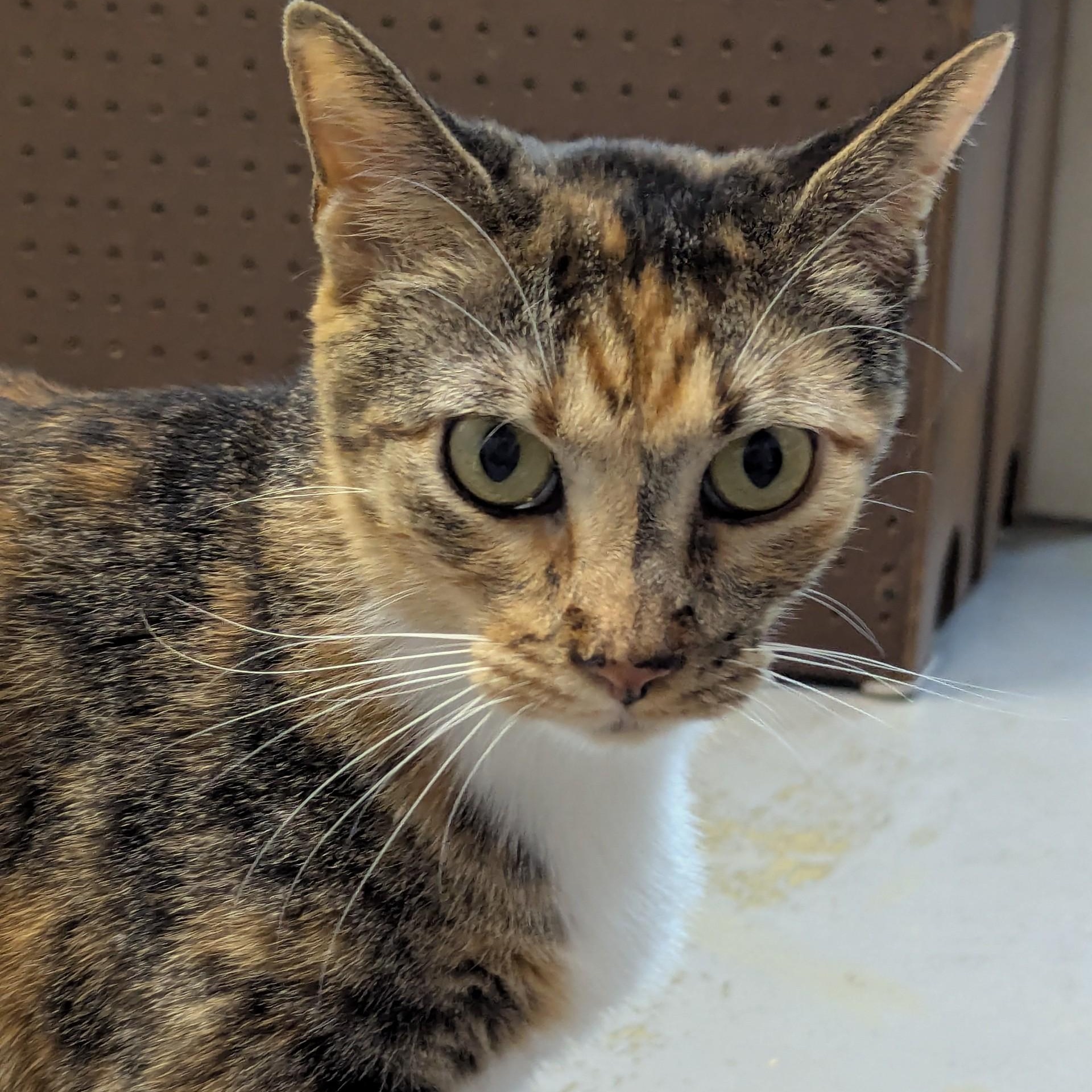 Filly, a ADOPTABLE mixed breed in Valley Falls, KS image 2/2