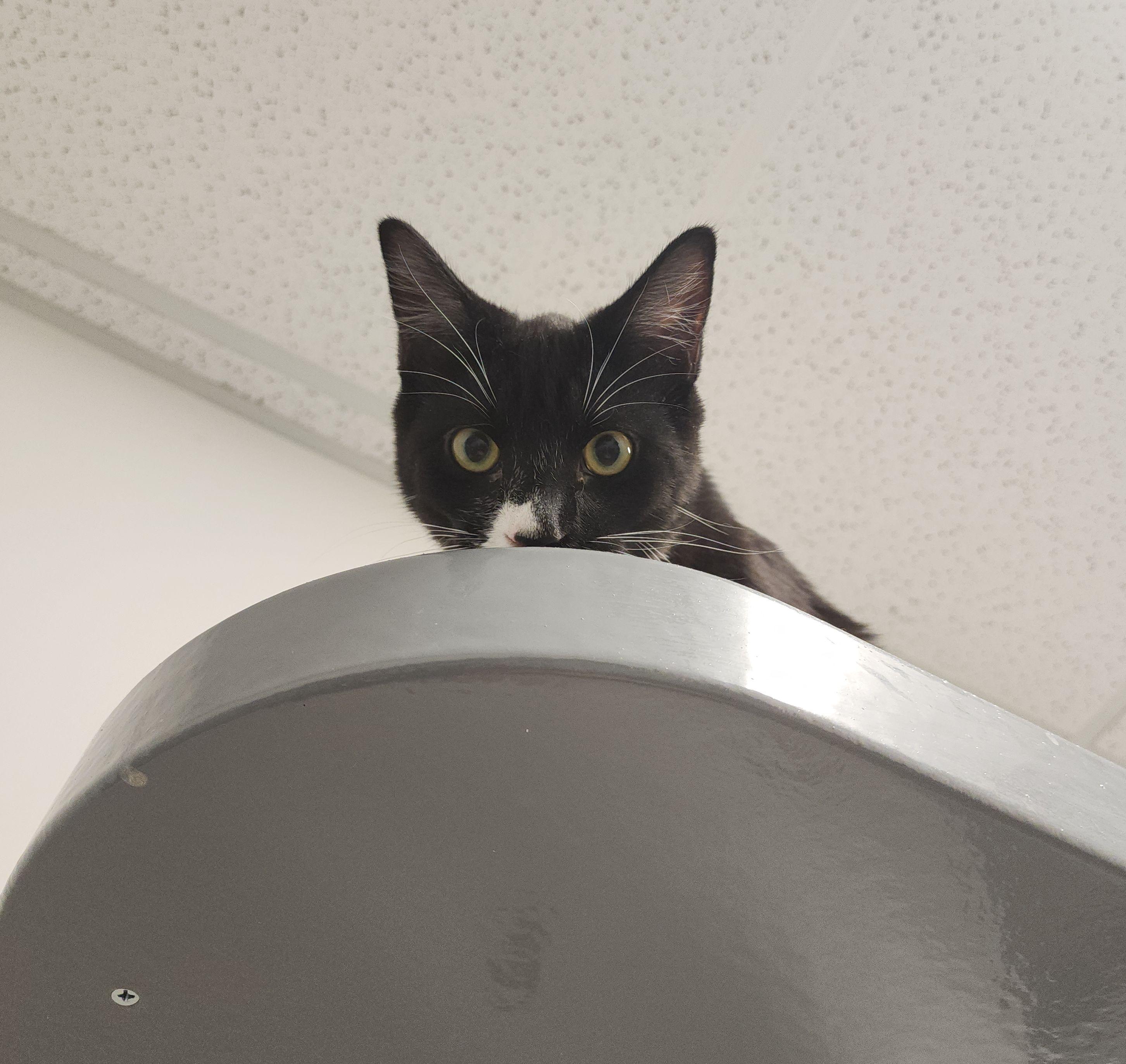 Enlarge Duccati, a Adoptable mixed breed in Midvale, UT image 2/6