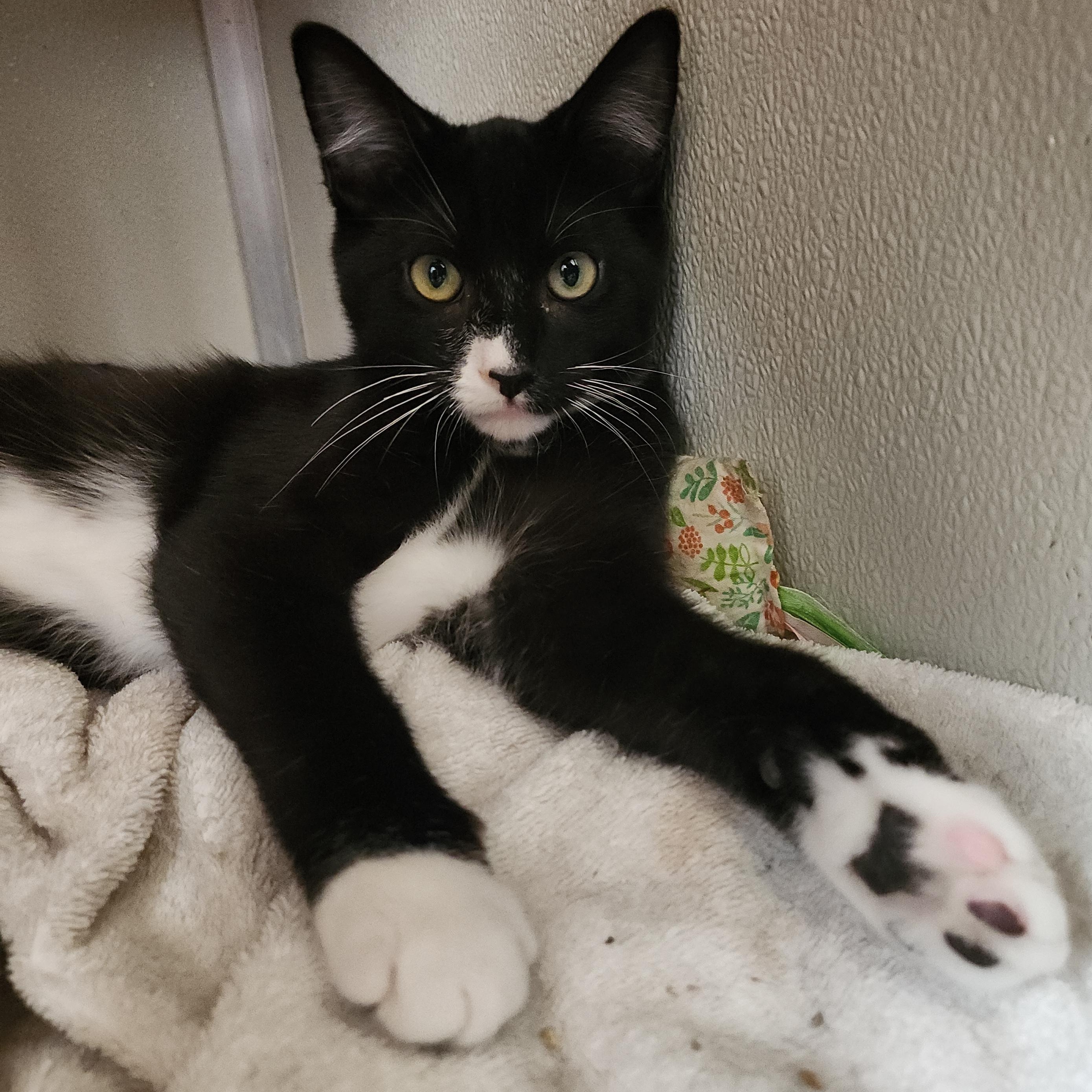 Enlarge Duccati, a Adoptable mixed breed in Midvale, UT image 5/6