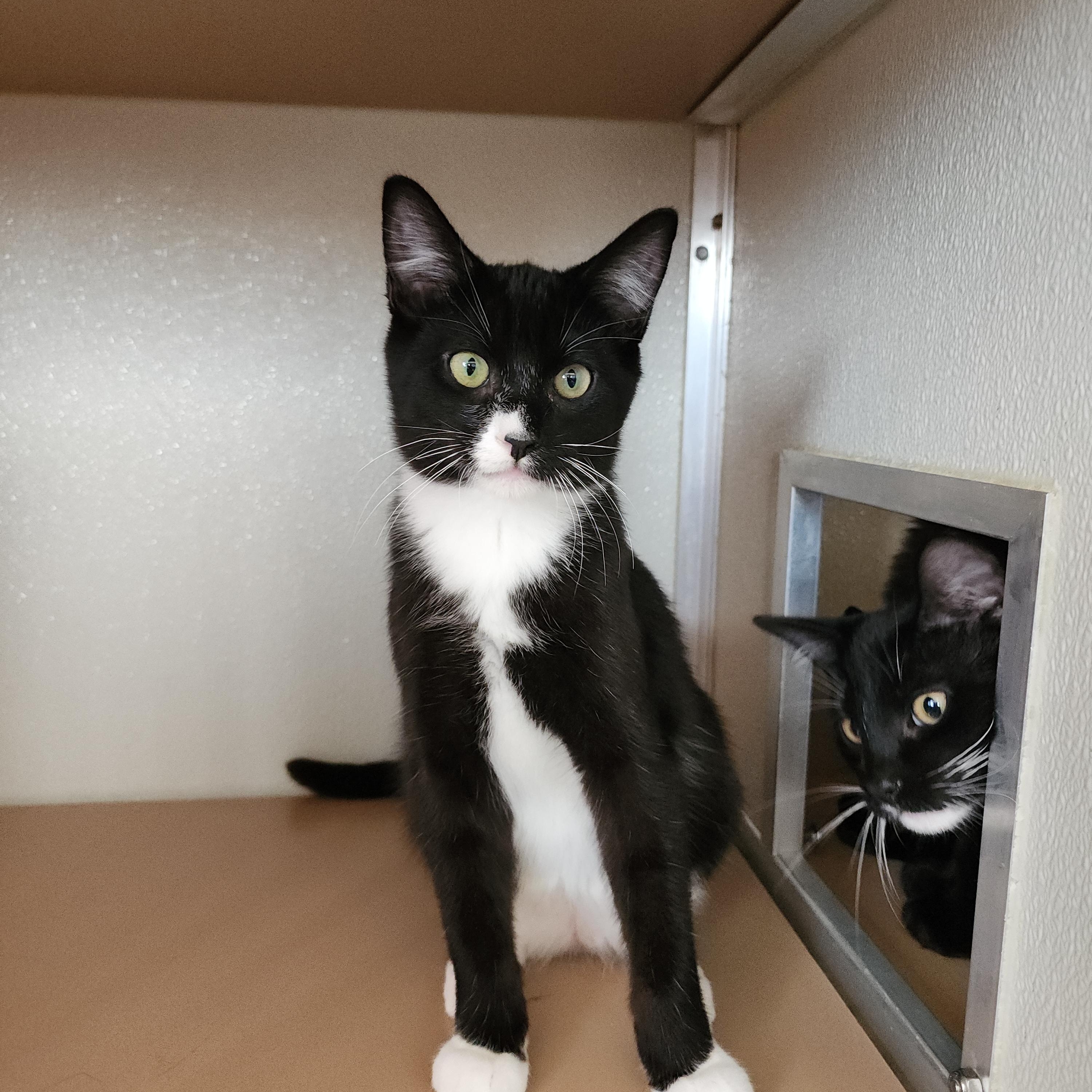 Enlarge Duccati, a Adoptable mixed breed in Midvale, UT image 3/6