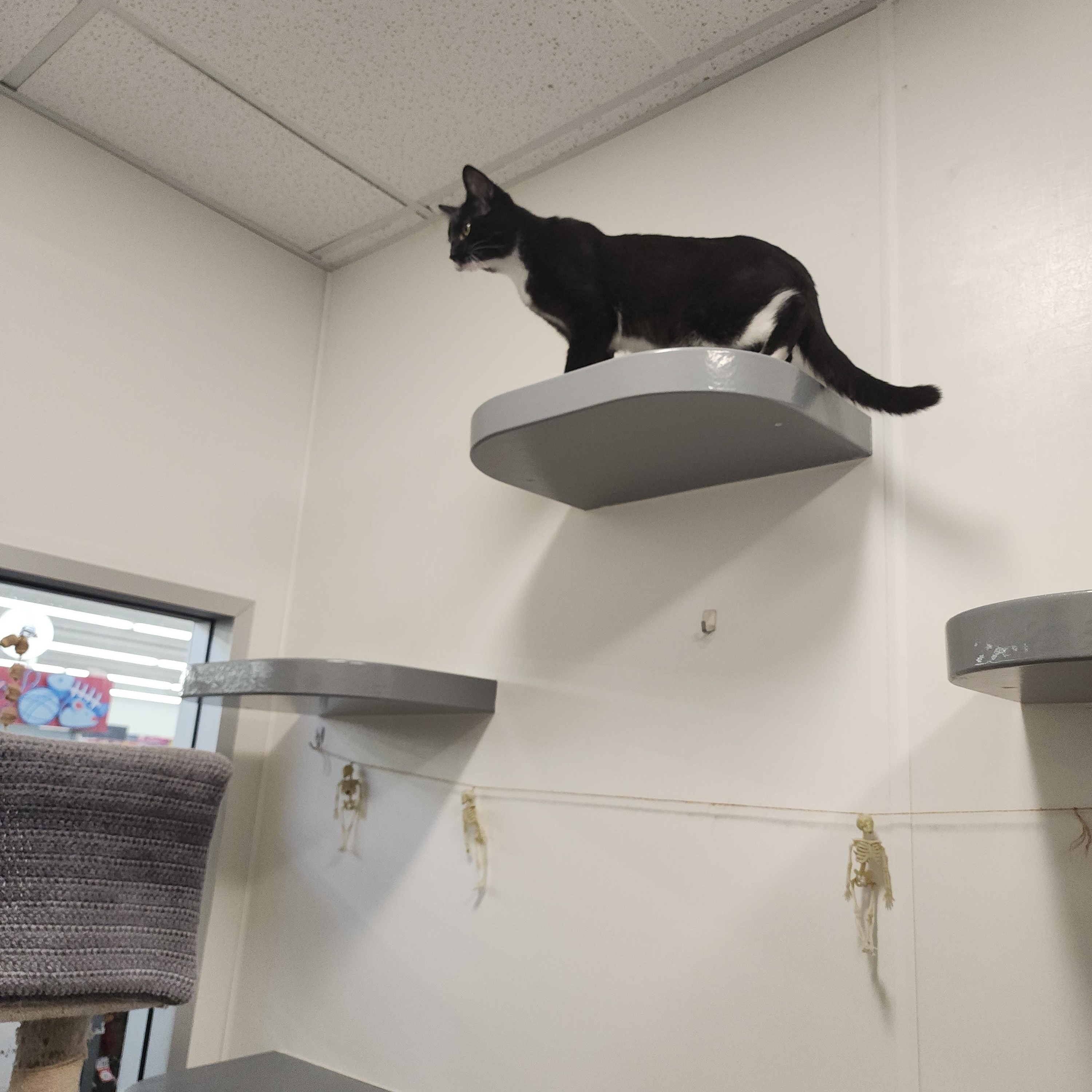 Enlarge Duccati, a Adoptable mixed breed in Midvale, UT image 6/6