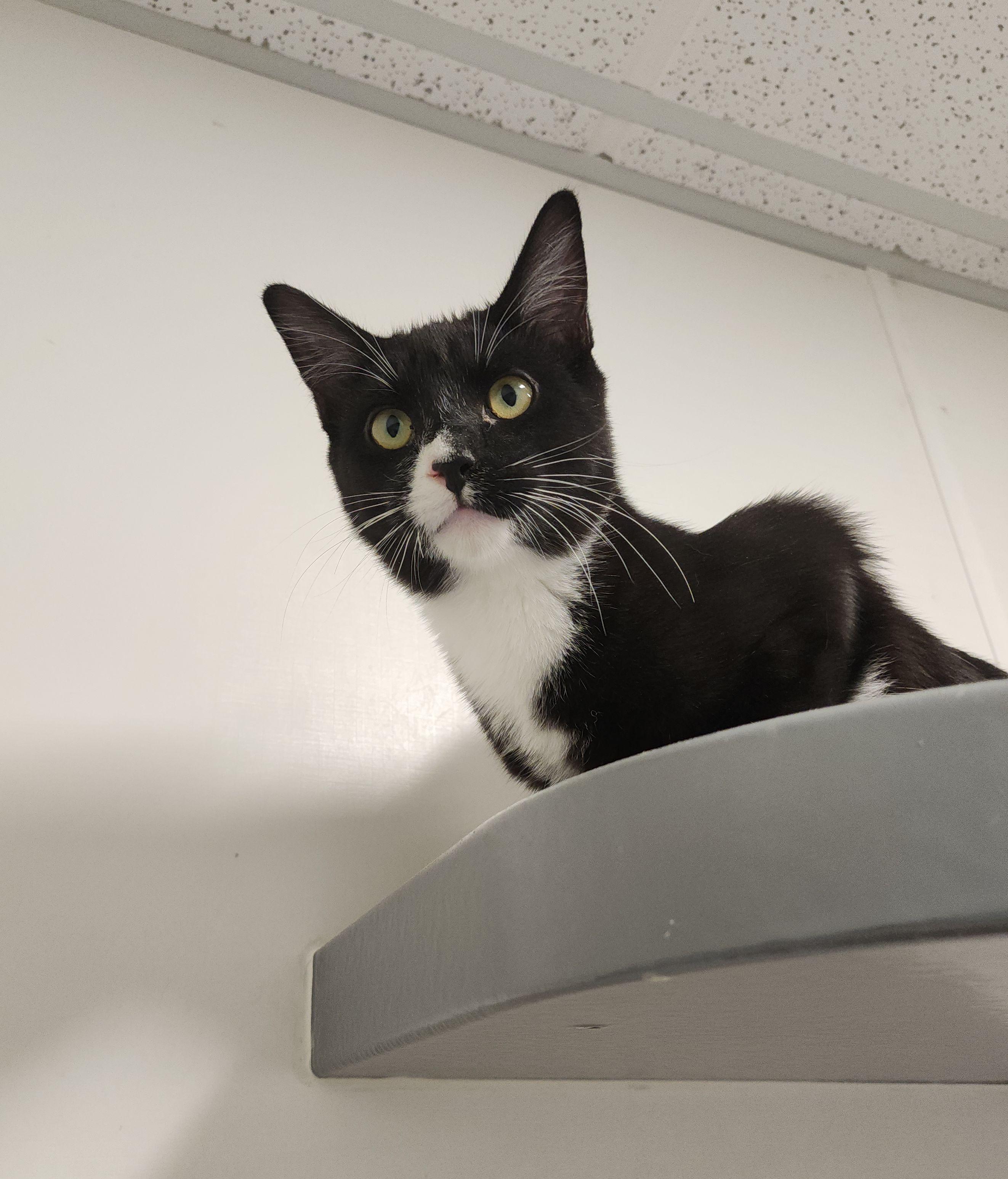 Enlarge Duccati, a Adoptable mixed breed in Midvale, UT image 1/6