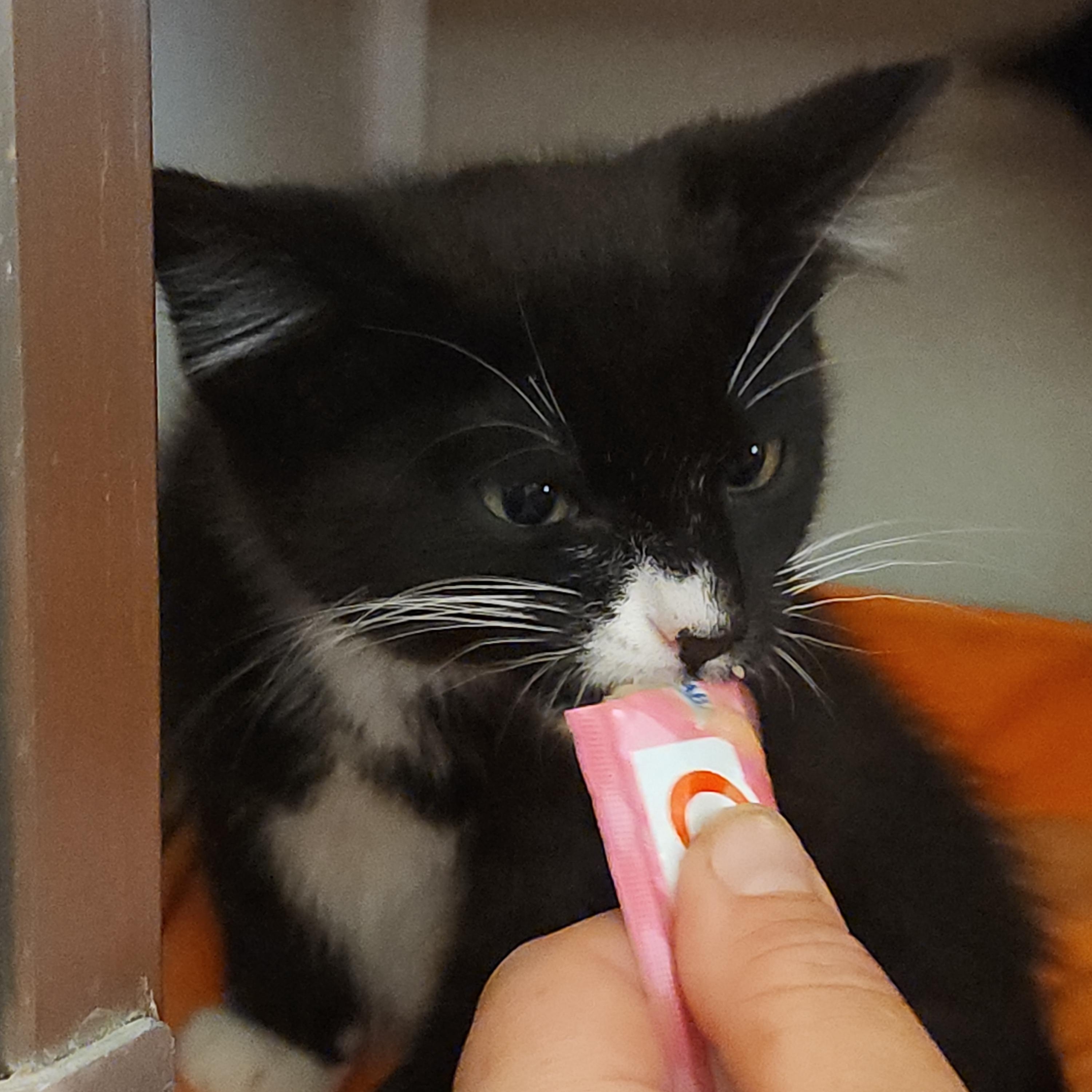 Enlarge Duccati, a Adoptable mixed breed in Midvale, UT image 4/6
