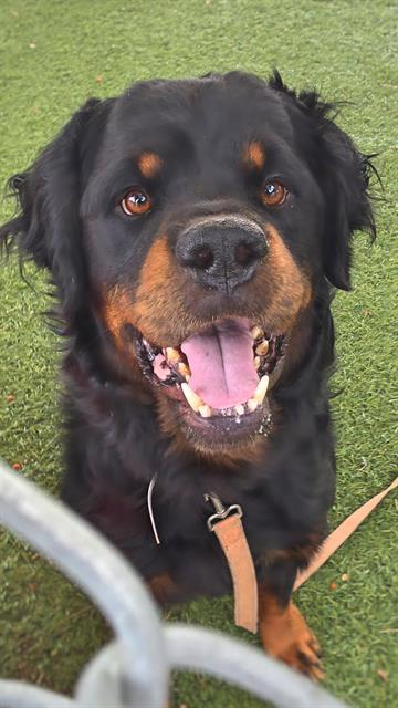 CURLY, Adoptable, Young Male Rottweiler.