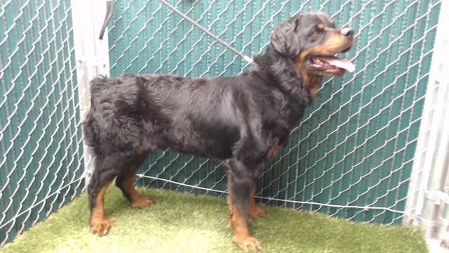 CURLY, Adoptable, Young Male Rottweiler.