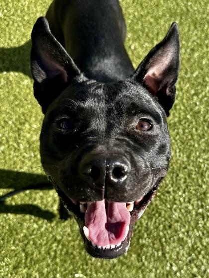 Tina, Adoptable, Adult Female Mixed Breed & Mixed Breed.