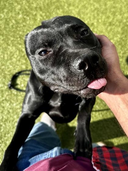 Enlarge Tina, a Adoptable mixed breed in Wichita, KS image 2/3