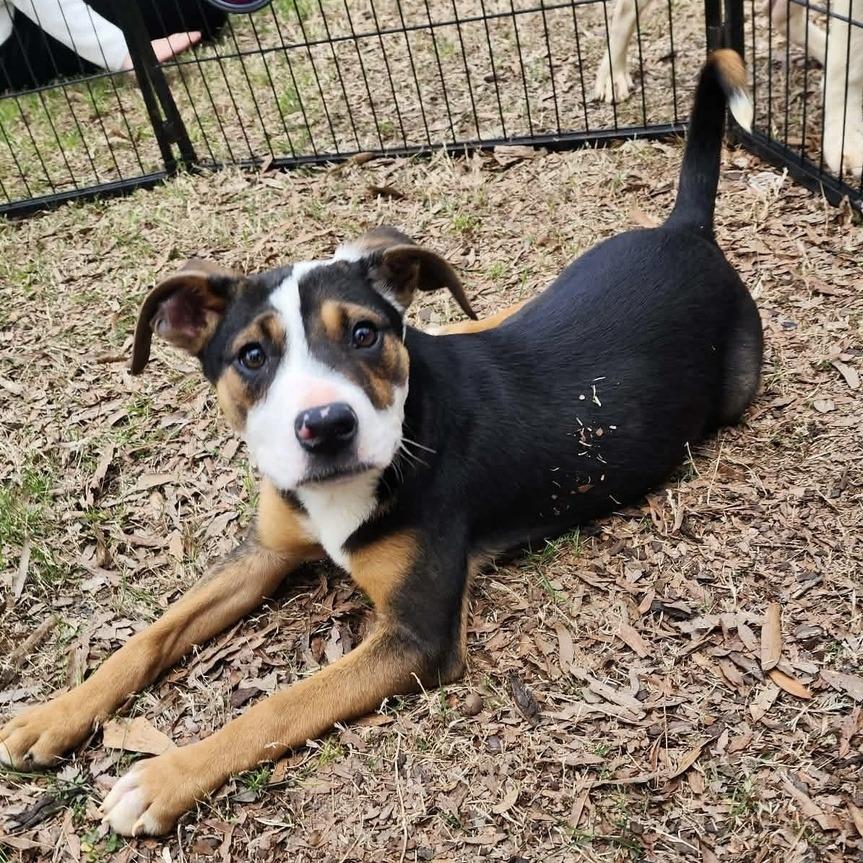 Dante, Adoptable, Young Male Mixed Breed & Mixed Breed.