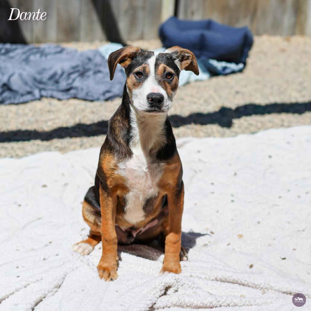 Dante, a Adoptable mixed breed in Hopkinton, MA image 2/5