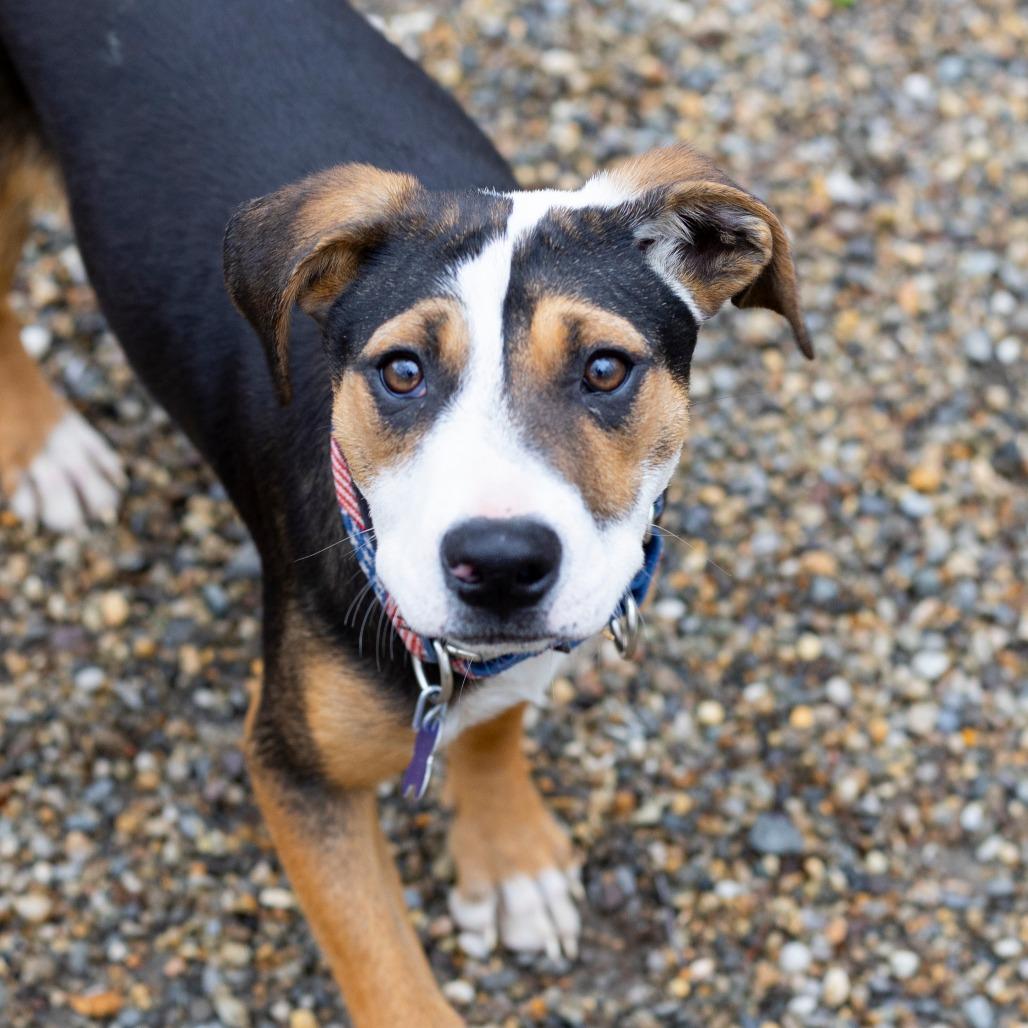 Dante, a Adoptable mixed breed in Hopkinton, MA image 3/5