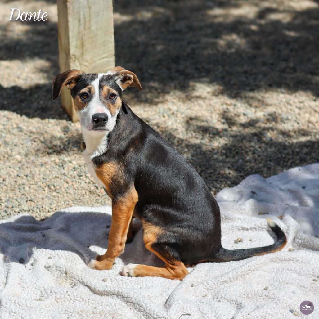 Dante, a Adoptable mixed breed in Hopkinton, MA image 4/5