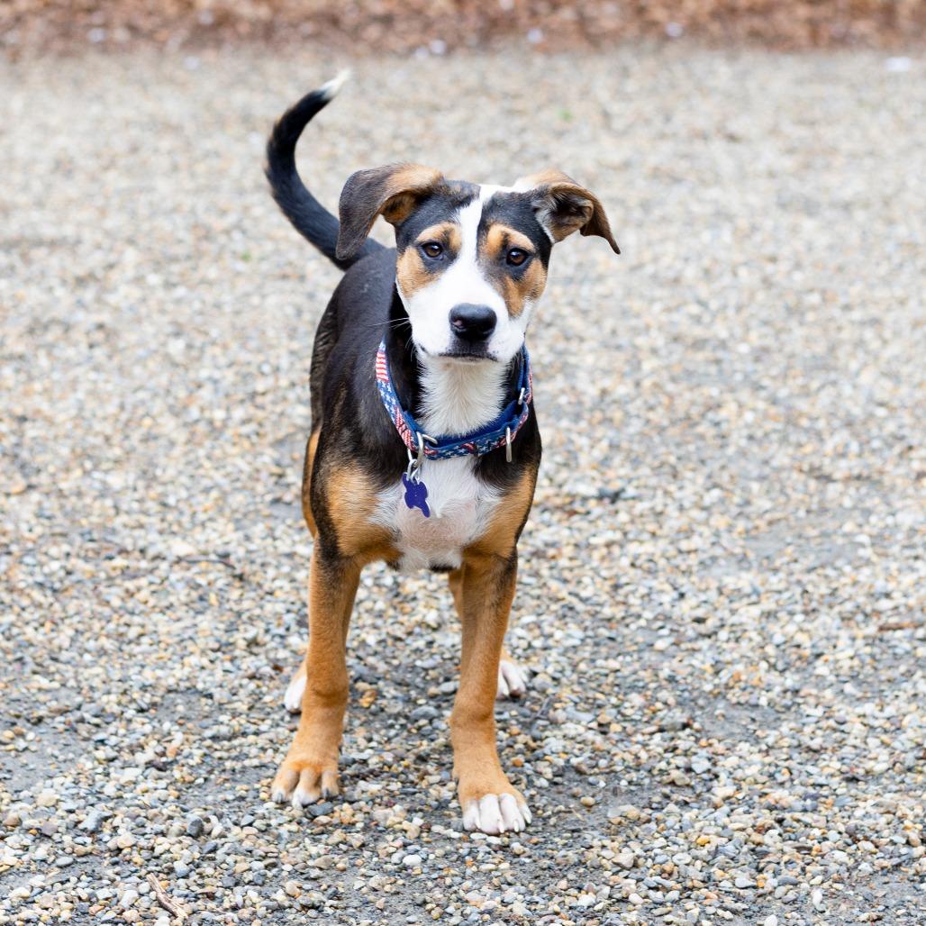 Dante, a Adoptable mixed breed in Hopkinton, MA image 5/5