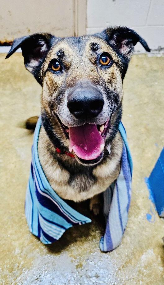 Enlarge ORSON (adoption fee half off), a Adoptable German Shepherd Dog in Sanford, NC image 1/3