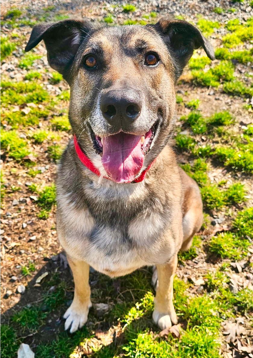 Enlarge ORSON (adoption fee half off), a Adoptable German Shepherd Dog in Sanford, NC image 2/3
