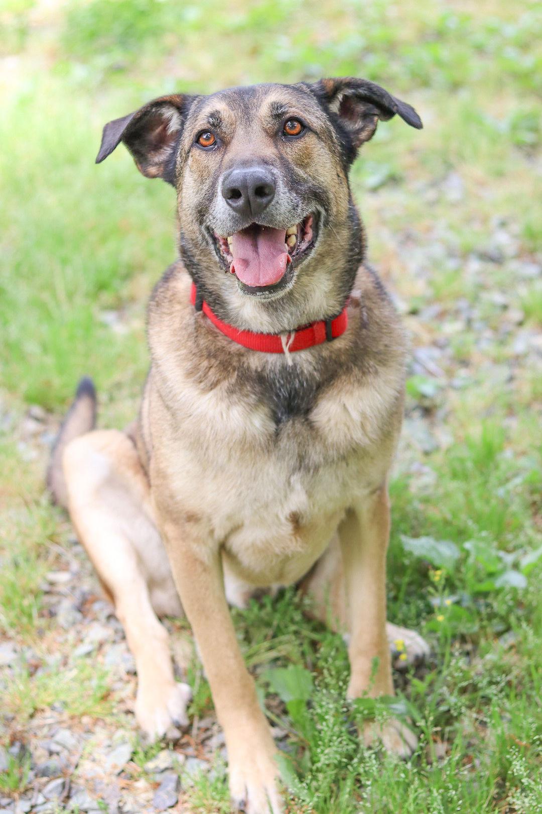 Enlarge ORSON (adoption fee half off), a Adoptable German Shepherd Dog in Sanford, NC image 3/3