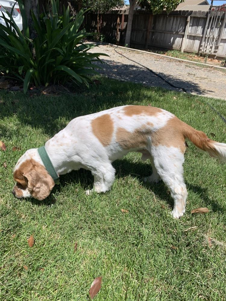 Toby, Adoptable, Adult Male Cocker Spaniel.