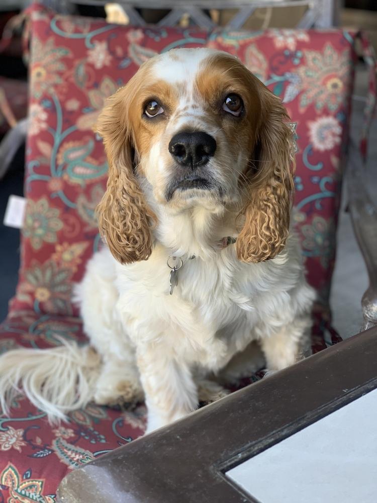 Enlarge Toby, a Adoptable Cocker Spaniel in Jamestown, CA image 3/5