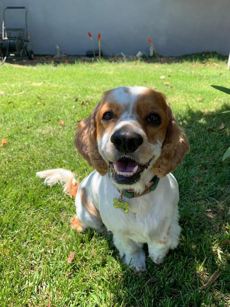 Enlarge Toby, a Adoptable Cocker Spaniel in Jamestown, CA image 4/5