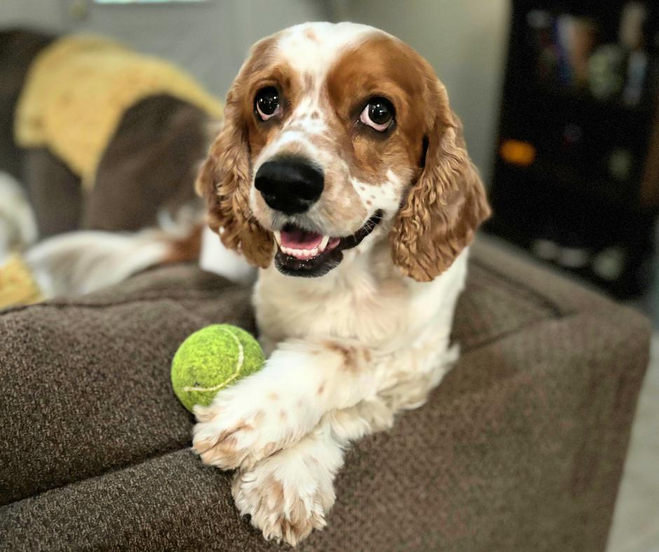 Enlarge Toby, a Adoptable Cocker Spaniel in Jamestown, CA image 5/5