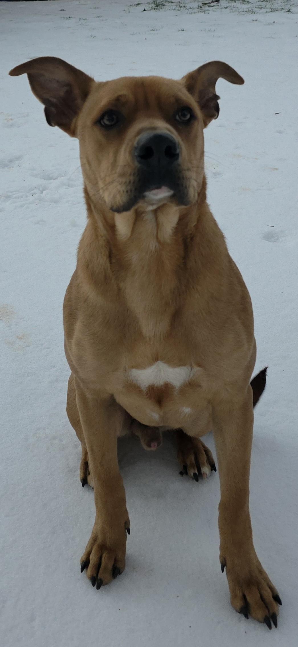 Fin, a ADOPTABLE mixed breed in Longview, TX image 3/6