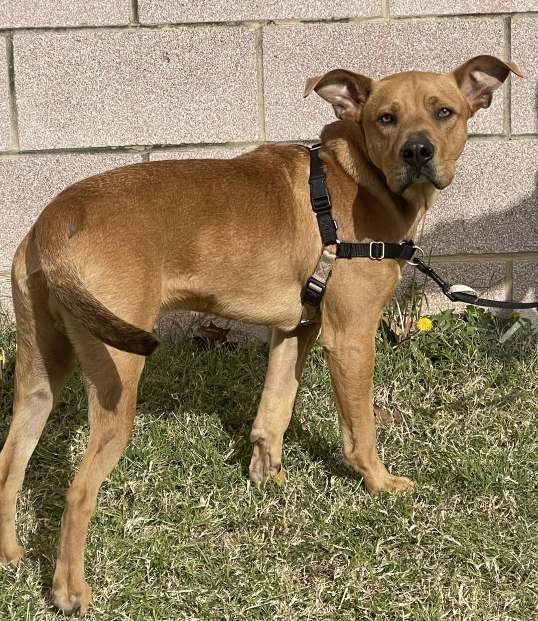 Fin, a ADOPTABLE mixed breed in Longview, TX image 6/6