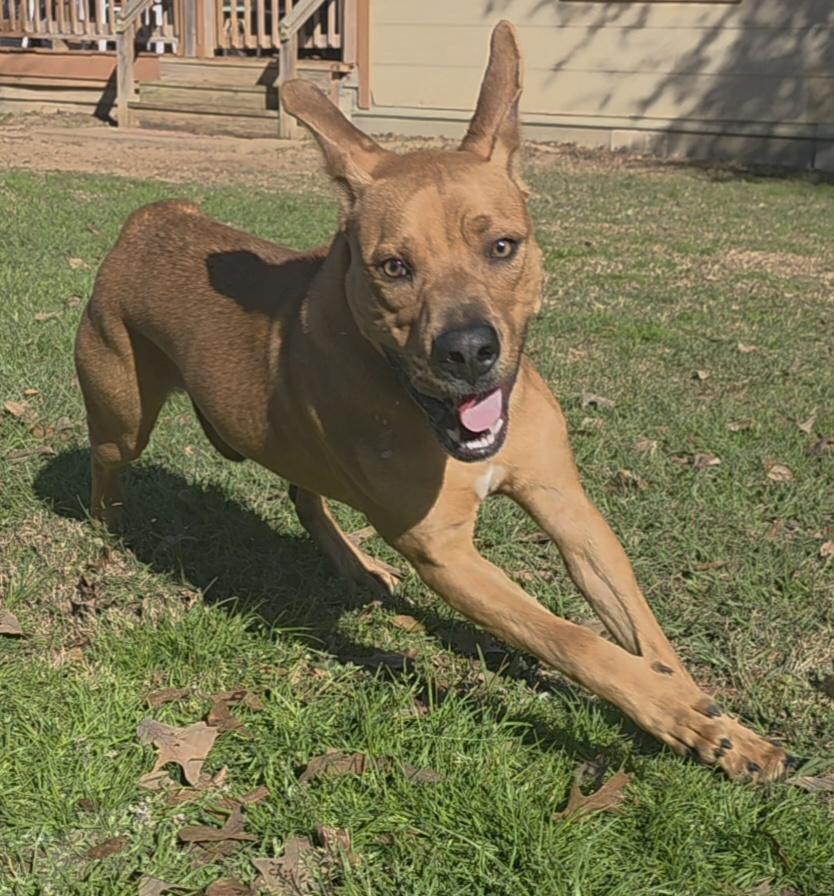 Fin, a ADOPTABLE mixed breed in Longview, TX image 2/6