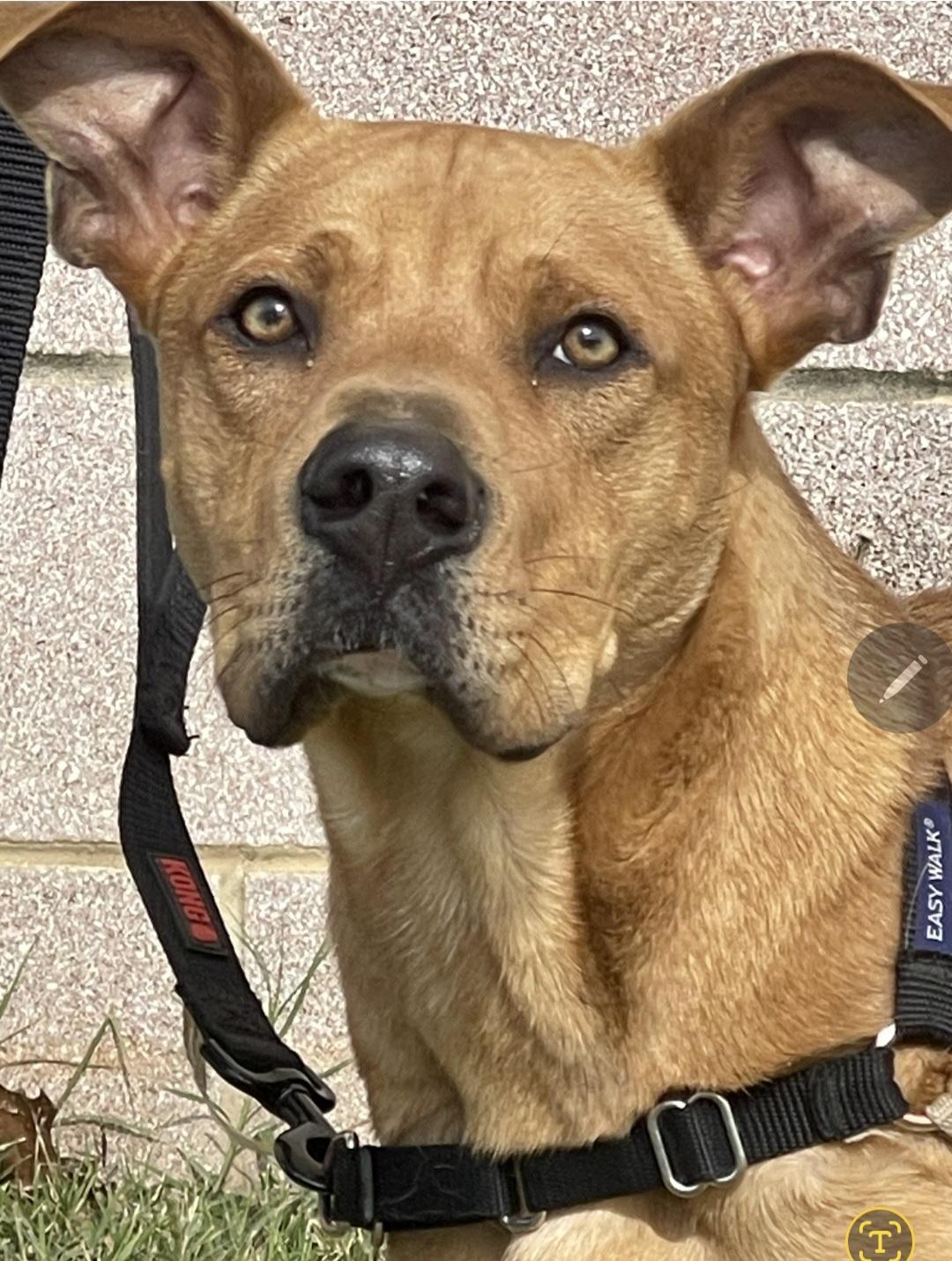 Fin, a ADOPTABLE mixed breed in Longview, TX image 5/6