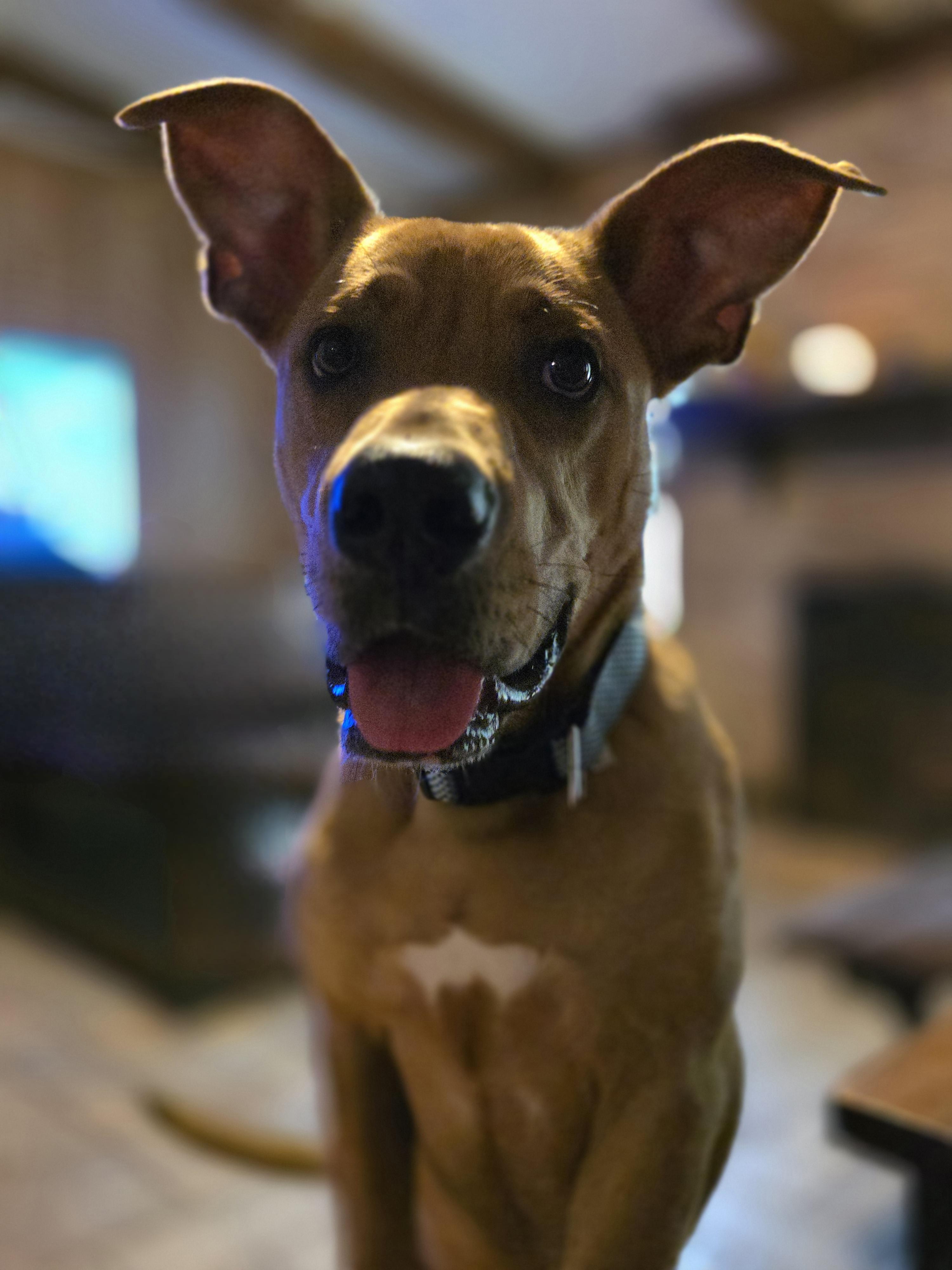 Fin, a ADOPTABLE mixed breed in Longview, TX image 4/6