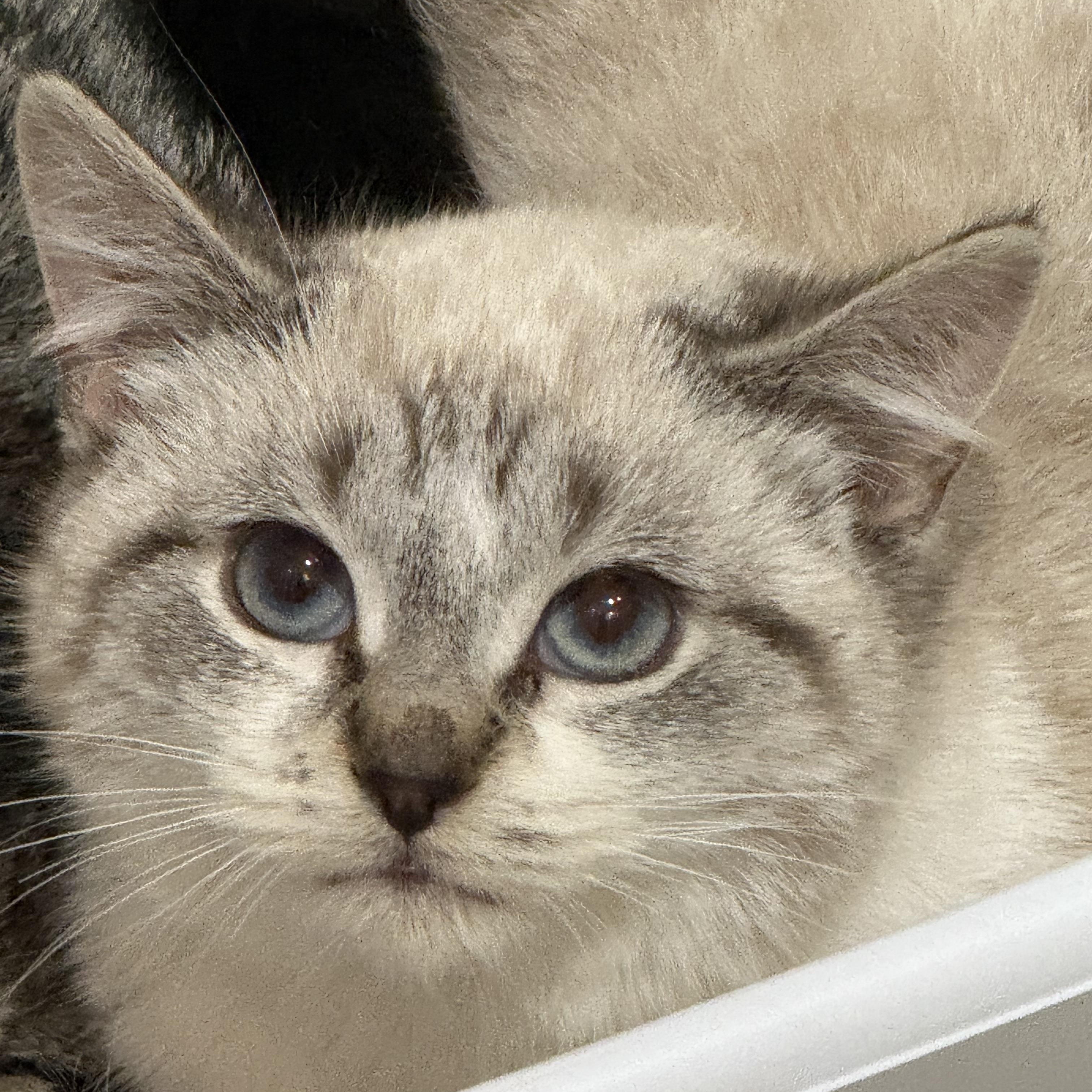 Enlarge Jingle , an adopted Domestic Short Hair in Staten Island, NY image 2/2