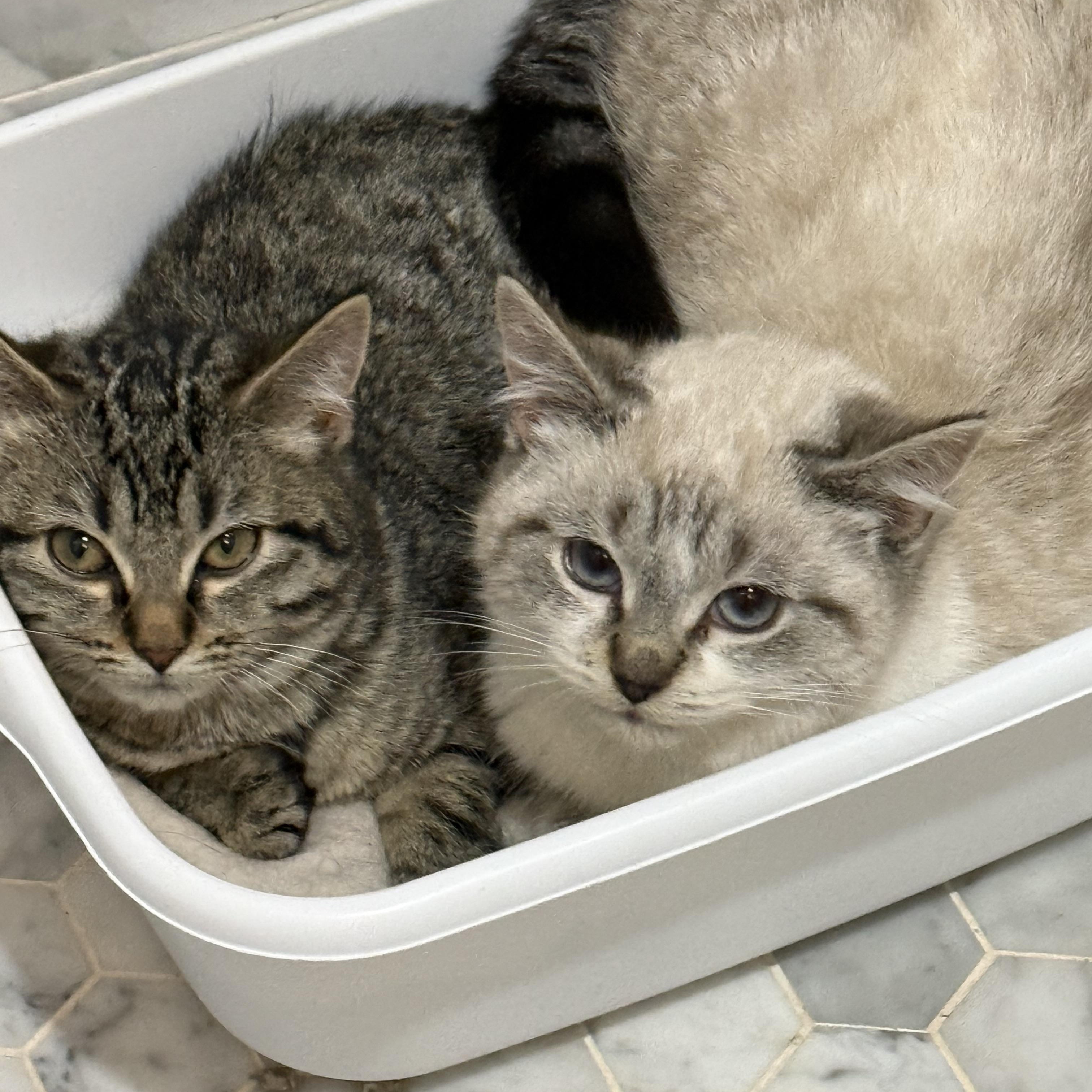 Enlarge Jingle , an adopted Domestic Short Hair in Staten Island, NY image 1/2