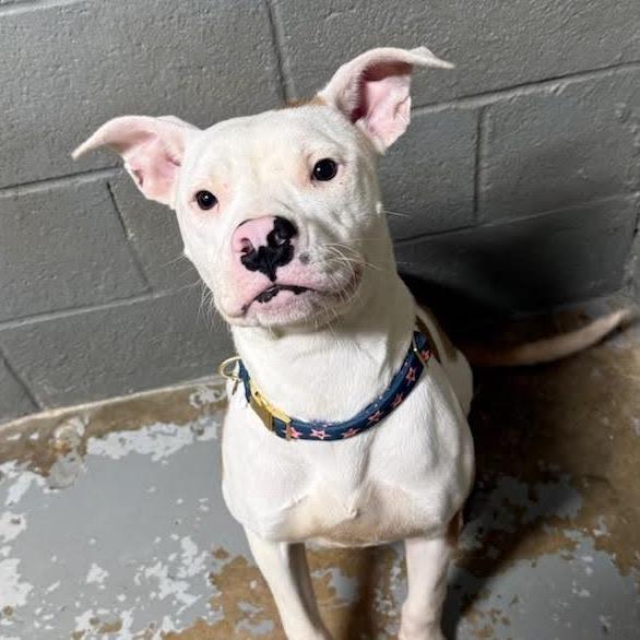 Enlarge Valerie 2025, a Adoptable mixed breed in South Houston, TX image 1/1