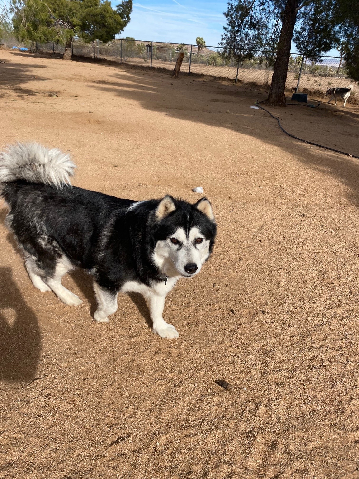 SASHA, a Adoptable Siberian Husky in Yucca Valley, CA image 4/6