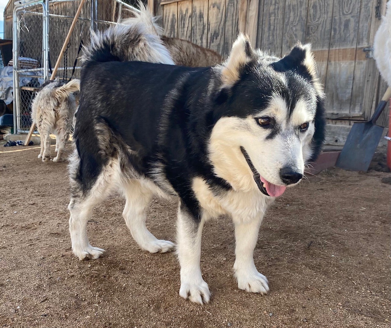 SASHA, a Adoptable Siberian Husky in Yucca Valley, CA image 3/6