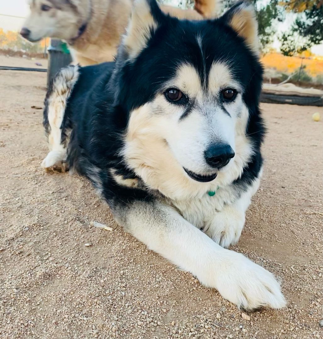 SASHA, a Adoptable Siberian Husky in Yucca Valley, CA image 5/6