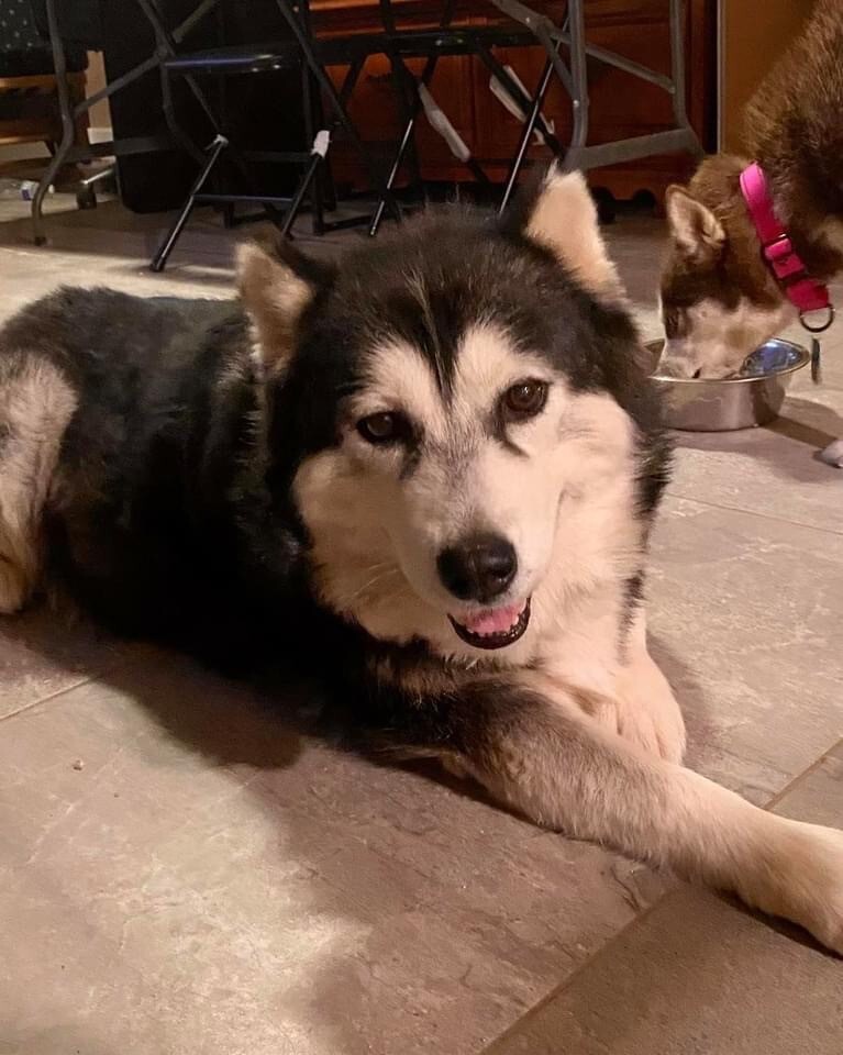 SASHA, a Adoptable Siberian Husky in Yucca Valley, CA image 2/6