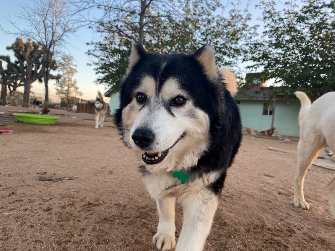 SASHA, Adoptable, Senior Female Siberian Husky.