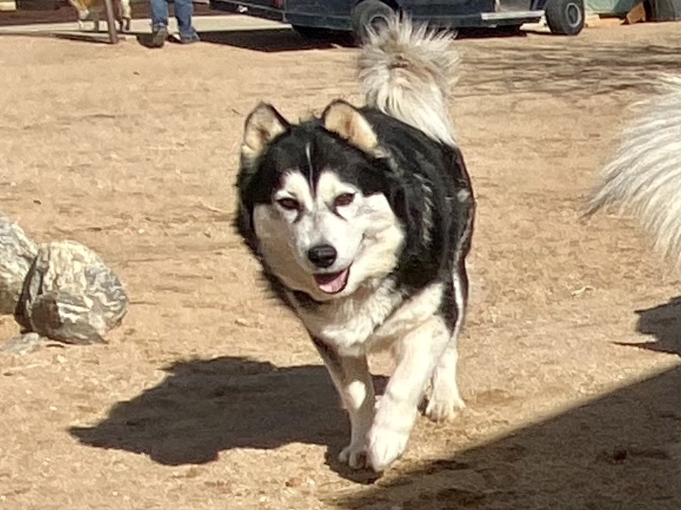 SASHA, a Adoptable Siberian Husky in Yucca Valley, CA image 6/6