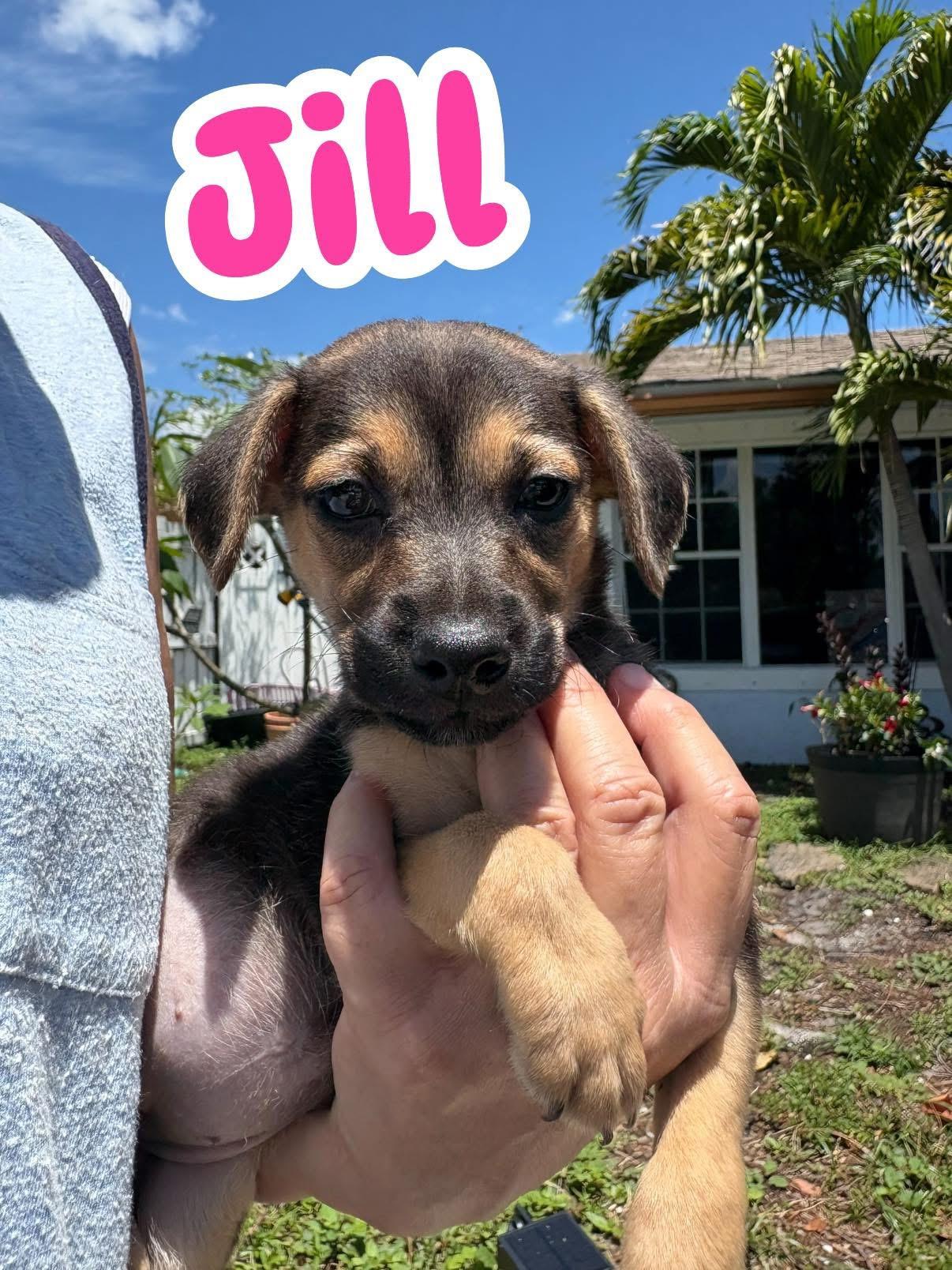 Jill, ADOPTABLE, Puppy Female Chihuahua & Rat Terrier.
