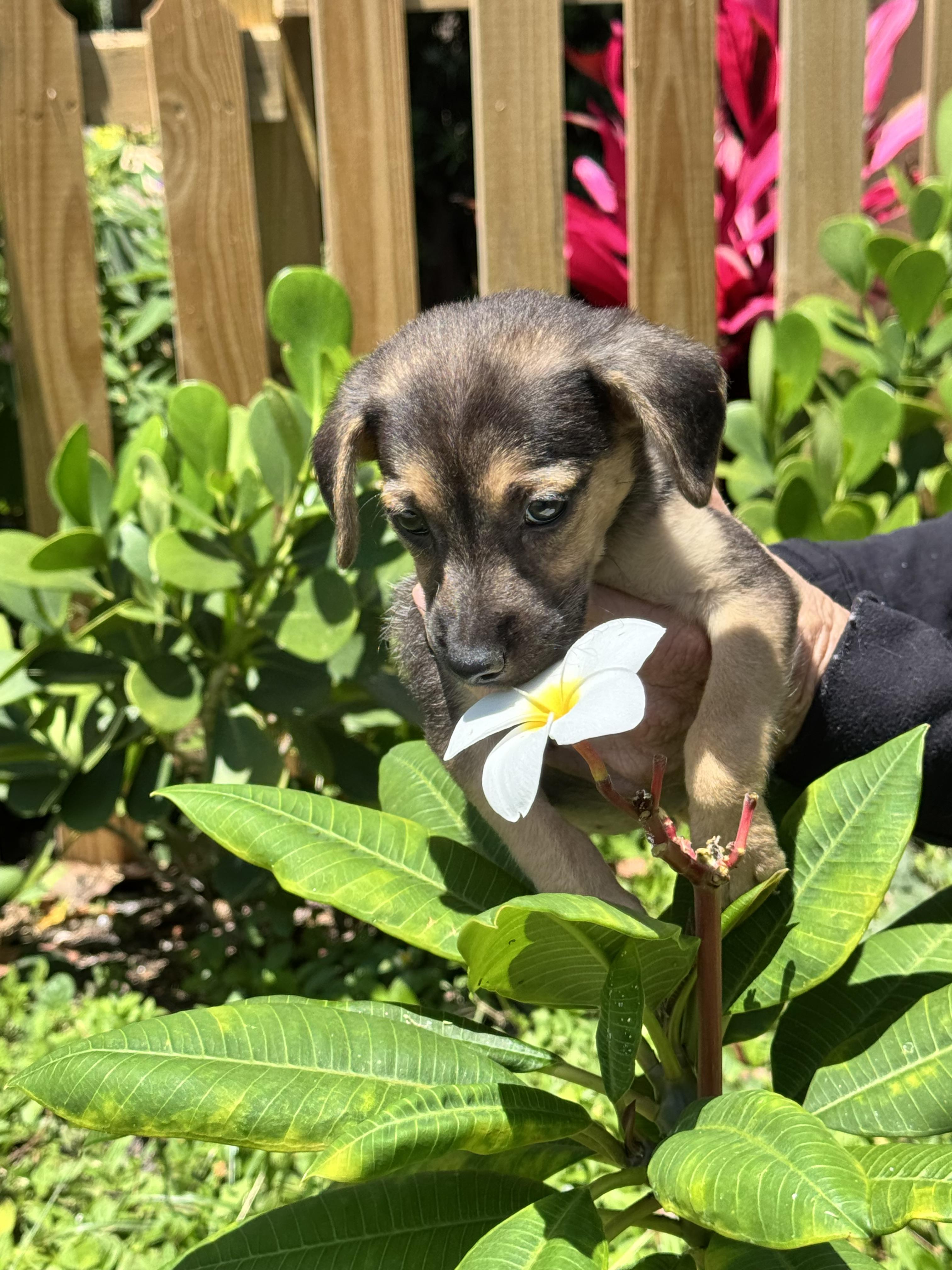 Enlarge Jill, a ADOPTABLE mixed breed in Boynton Beach, FL image 3/4