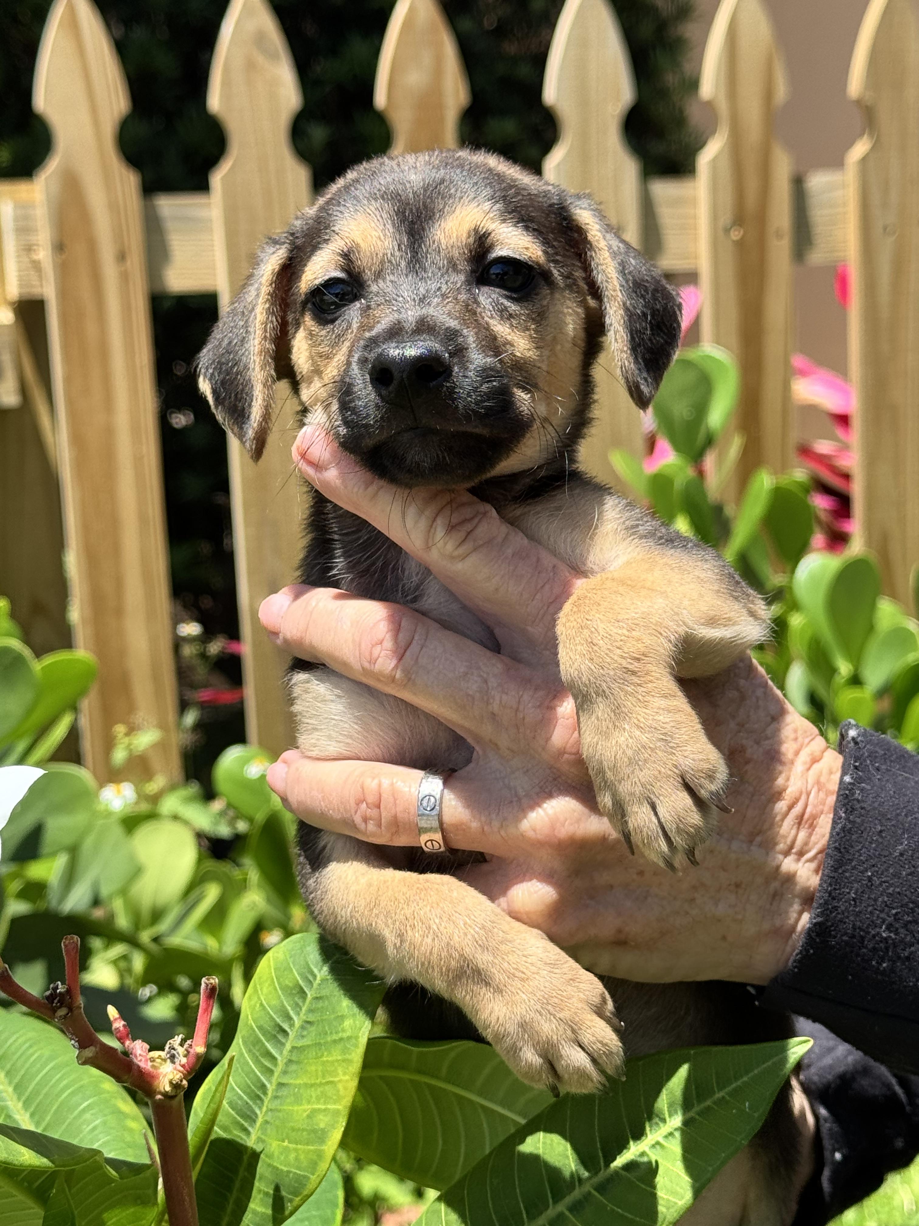 Enlarge Jill, a ADOPTABLE mixed breed in Boynton Beach, FL image 4/4