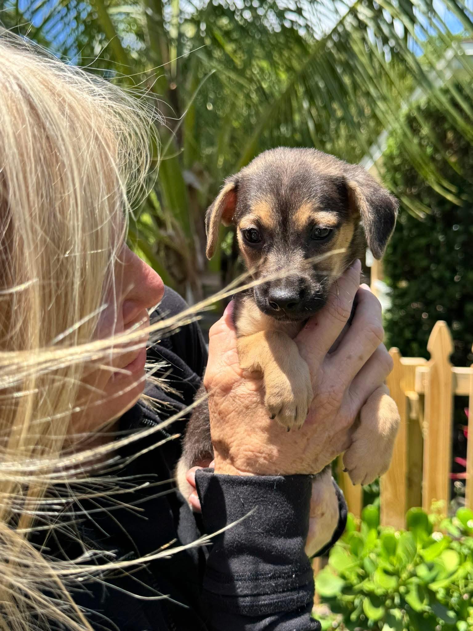Enlarge Jill, a ADOPTABLE mixed breed in Boynton Beach, FL image 2/4