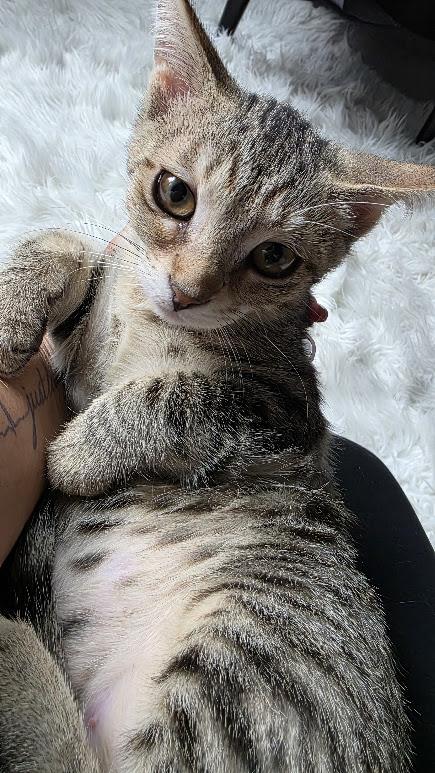 Boo, a Adoptable Domestic Short Hair in Hillsboro, OR image 3/6