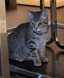 Boo, a Adoptable Domestic Short Hair in Hillsboro, OR image 6/6